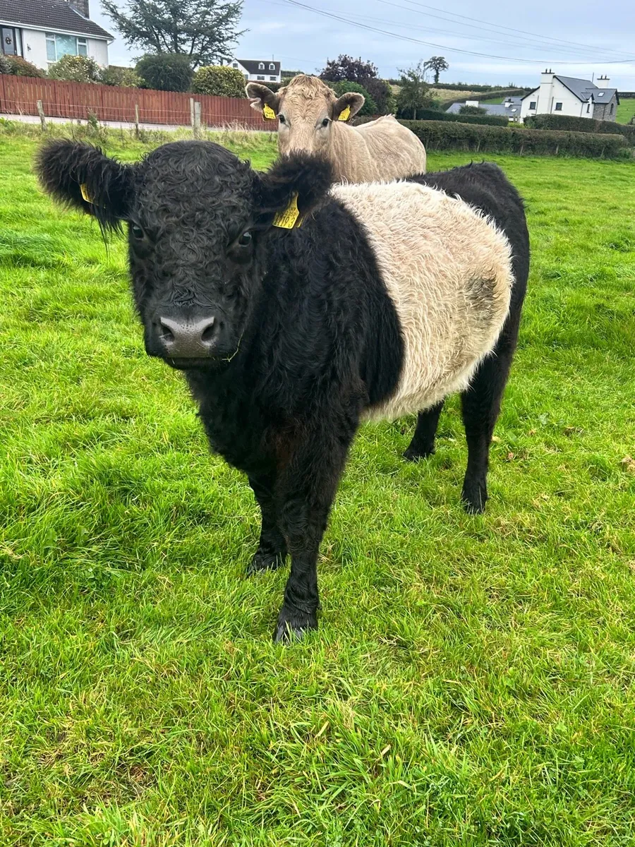Belted Galloway Heifers - Image 2