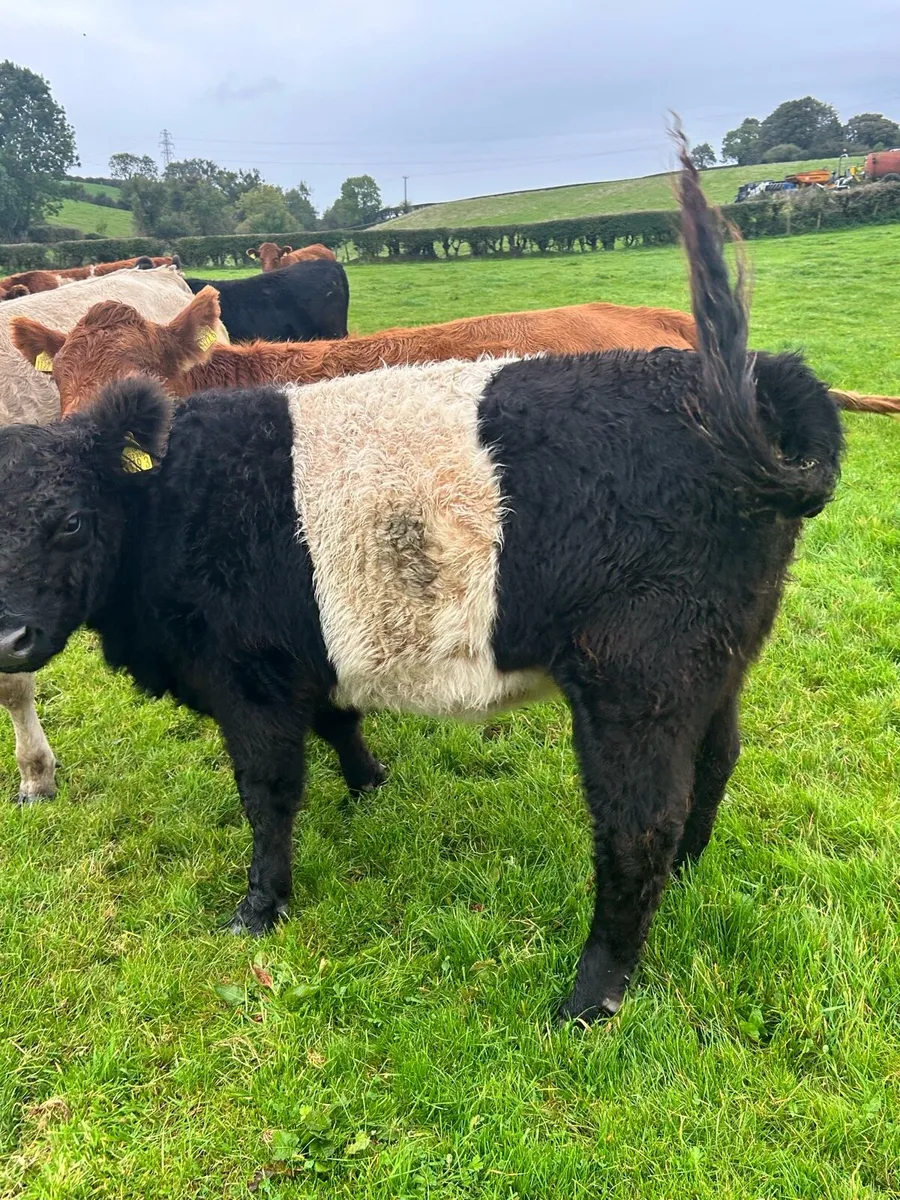 Belted Galloway Heifers - Image 3