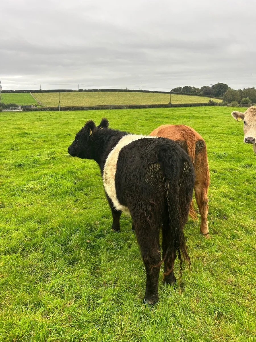 Belted Galloway Heifers - Image 4