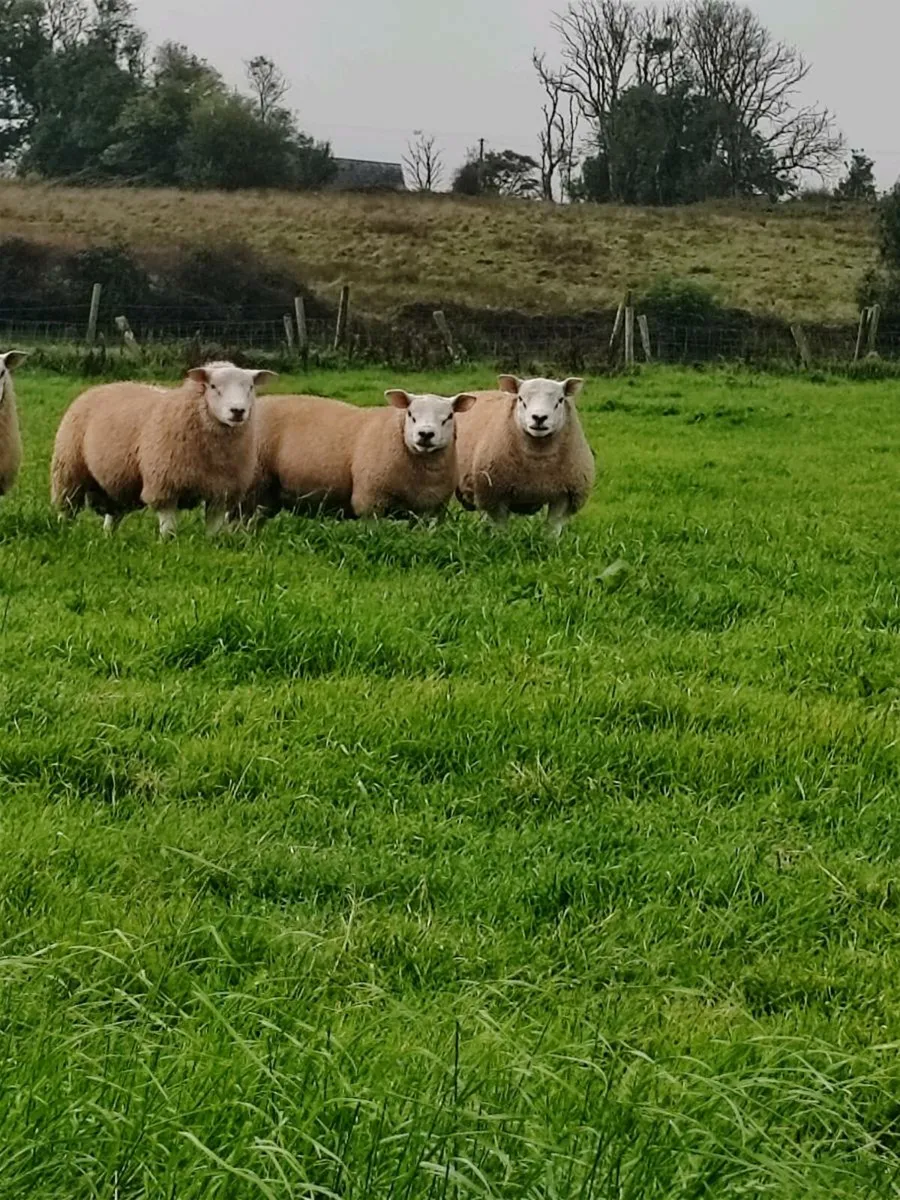 Purebred texel Rams non registered - Image 1
