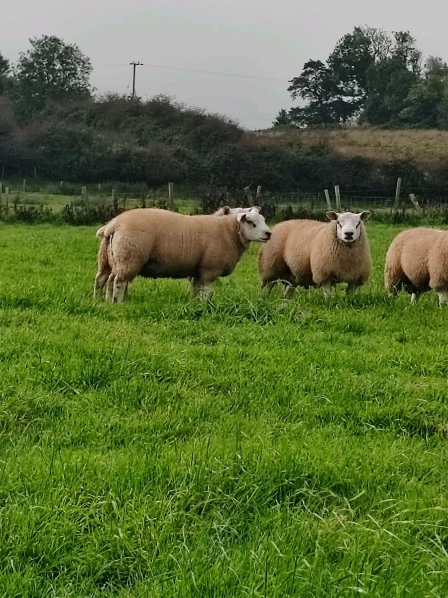 Purebred texel Rams non registered - Image 2