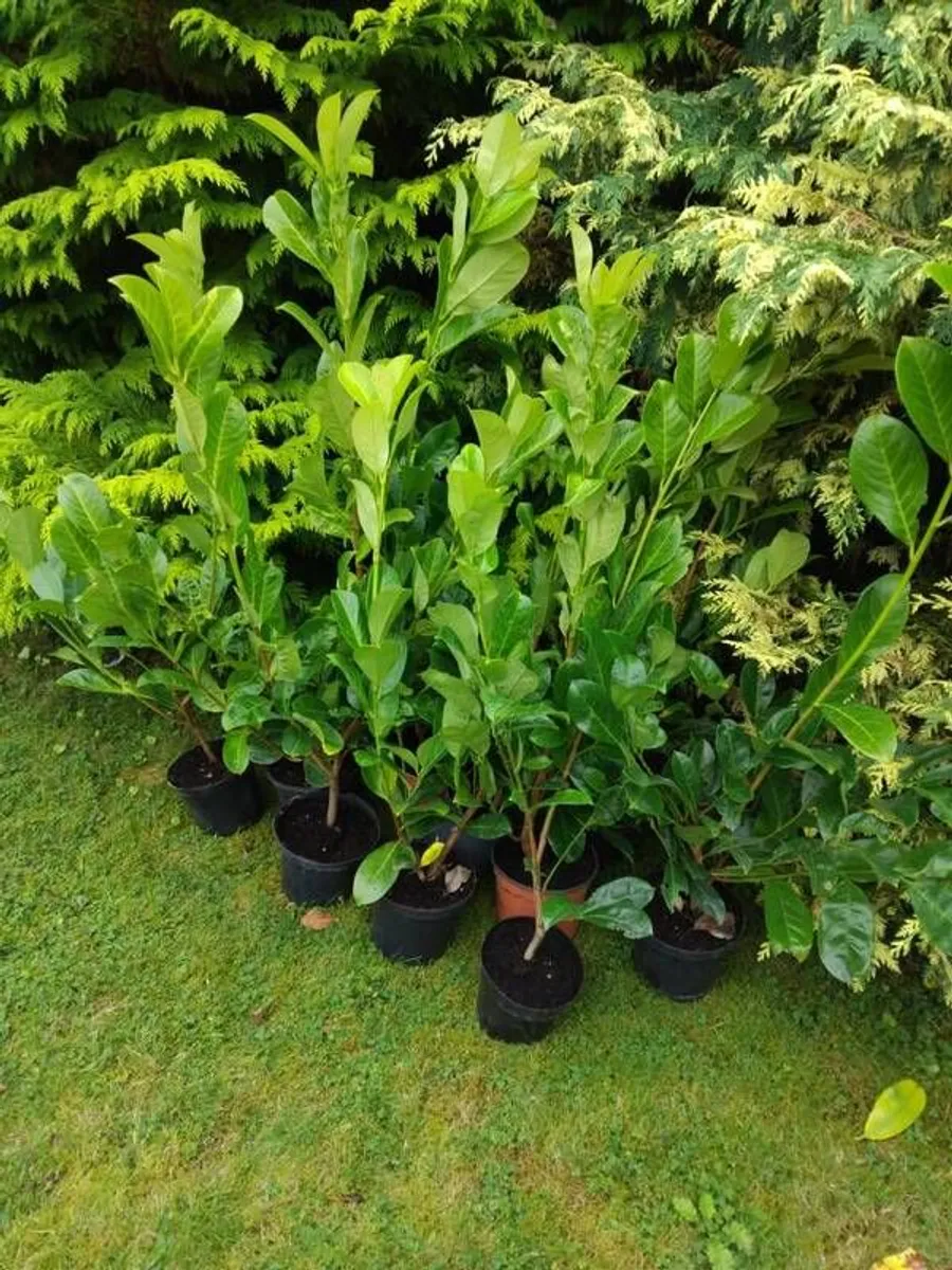 3 Foot Tall Potted Laurel - Image 2