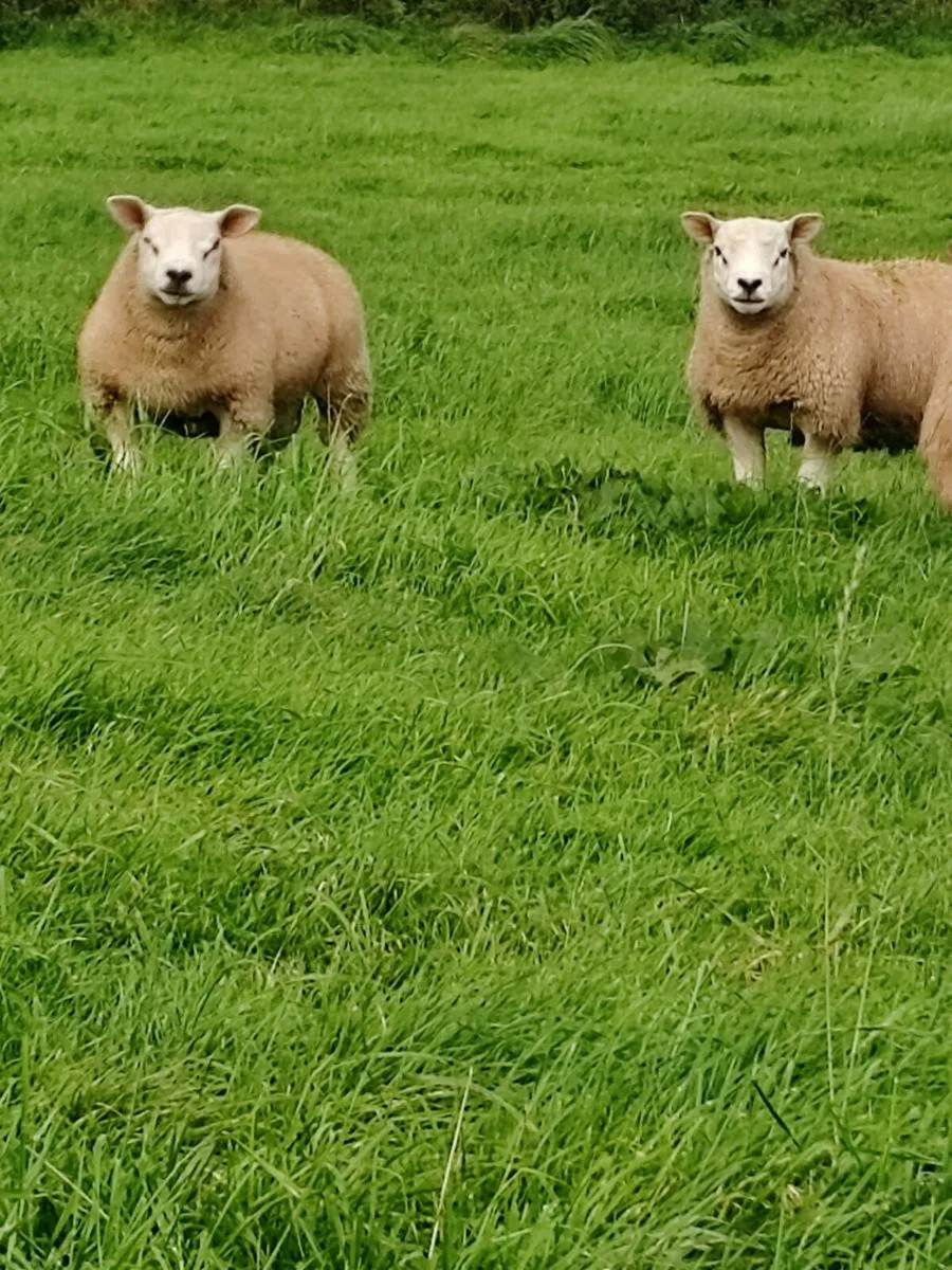 Purebred texel Rams non registered - Image 3