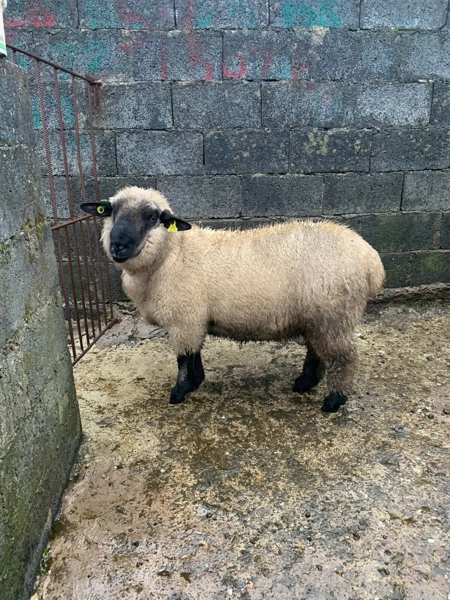 PBNR Hampshire Down Ram Lamb - Image 1