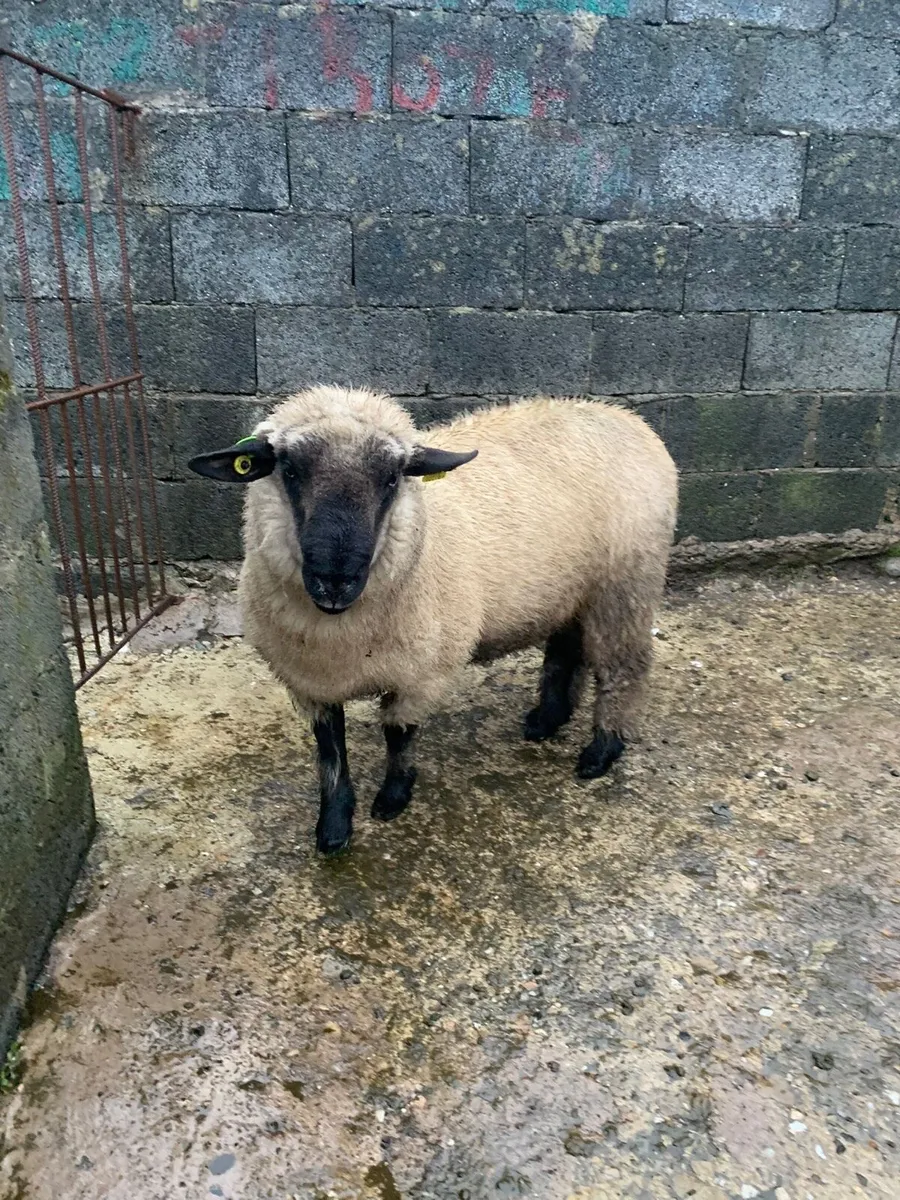 PBNR Hampshire Down Ram Lamb - Image 2
