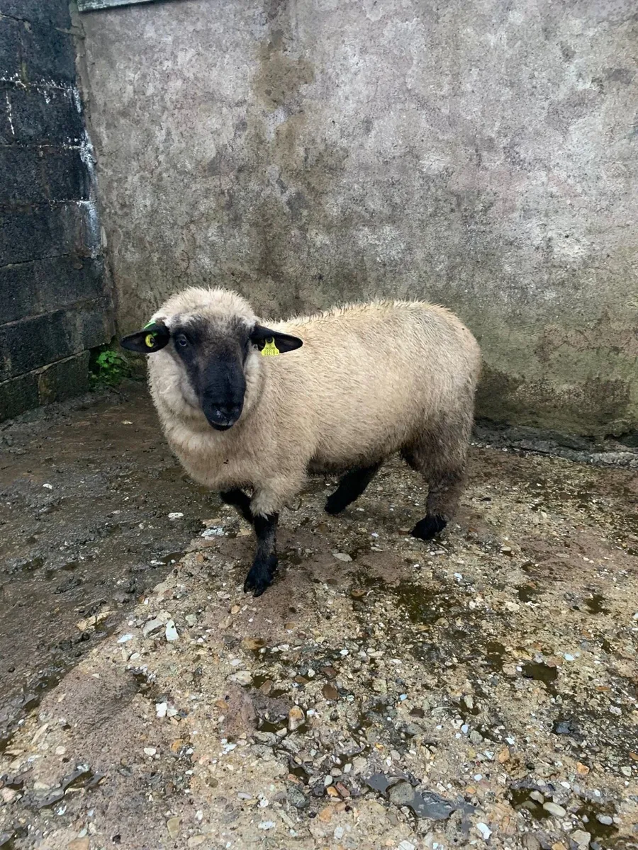 PBNR Hampshire Down Ram Lamb - Image 3