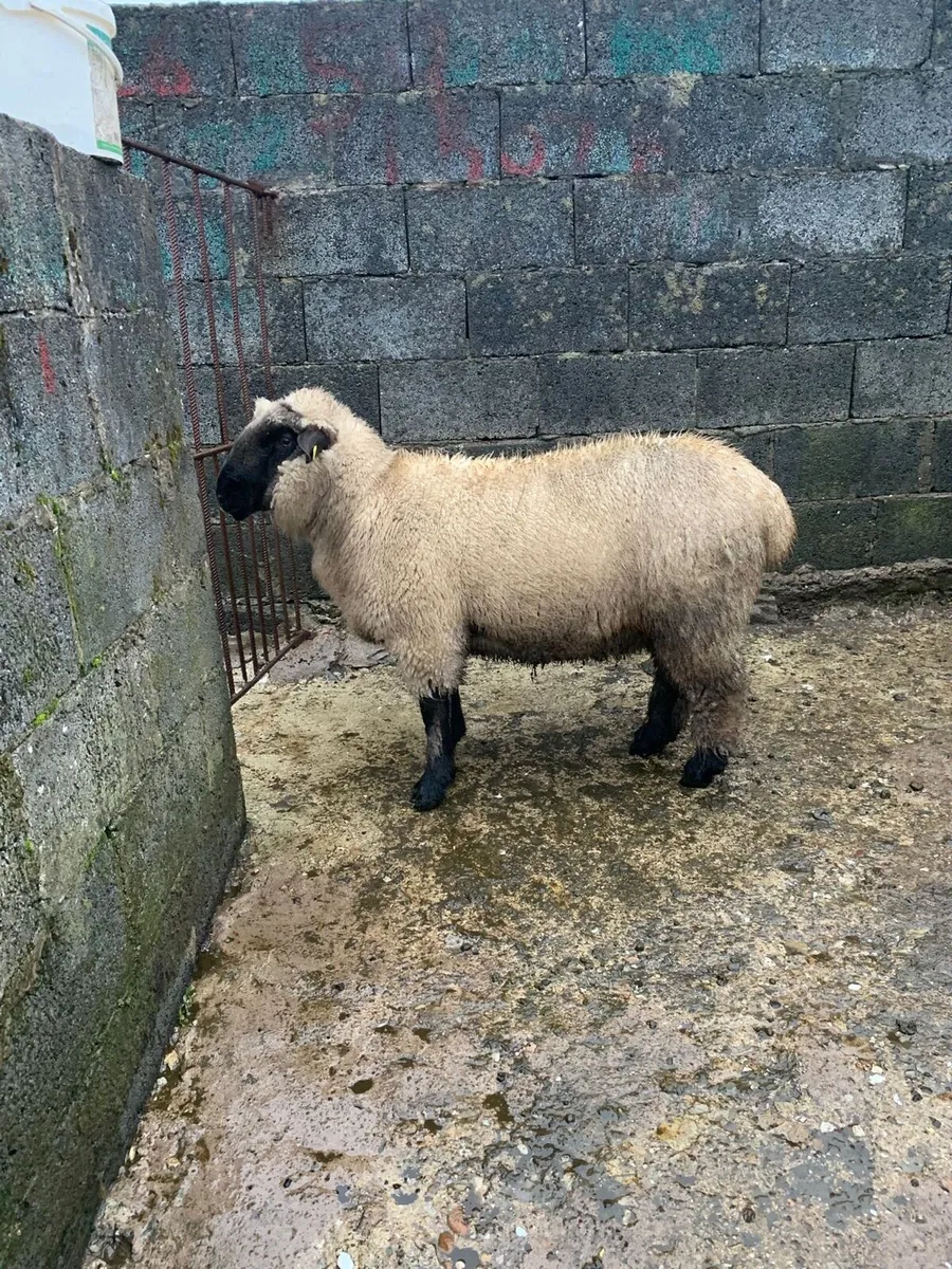 PBNR Hampshire Down Ram Lamb - Image 4