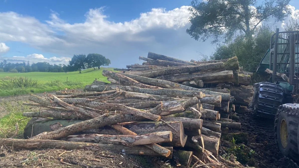 Looking to buy standing timber - Image 2