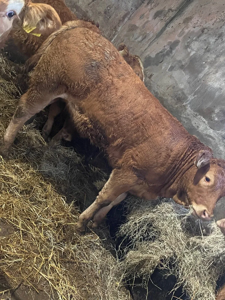 Super U Grade Limousine Heifer Weanlings - Image 1
