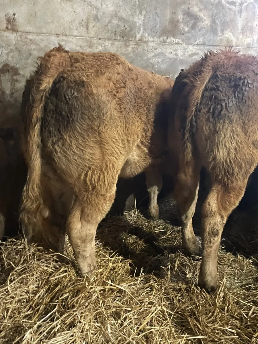 Super U Grade Limousine Heifer Weanlings - Image 2