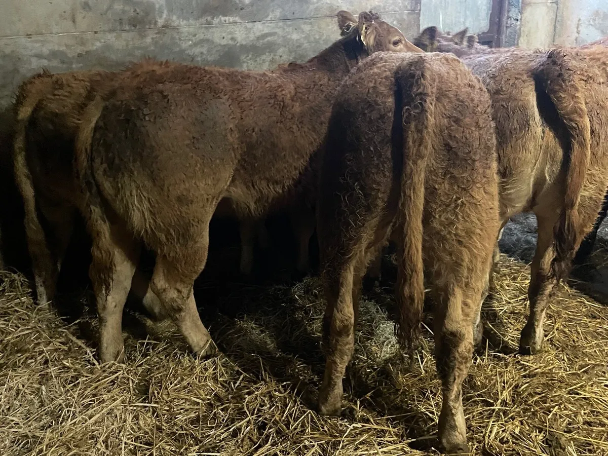 Super U Grade Limousine Heifer Weanlings - Image 3