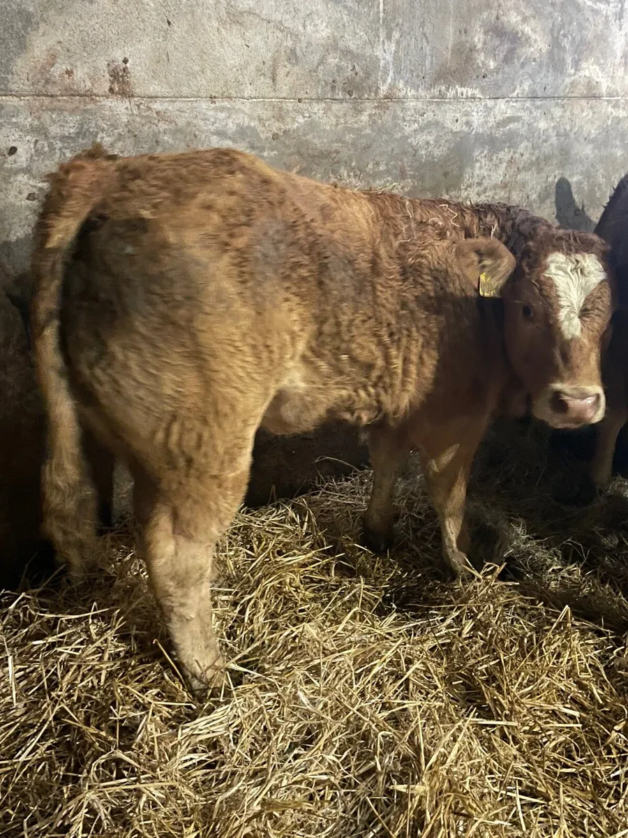 Super U Grade Limousine Heifer Weanlings - Image 4
