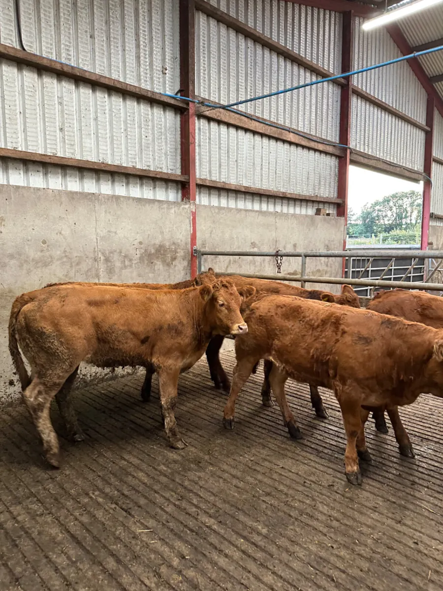 Lim heifers - Image 1