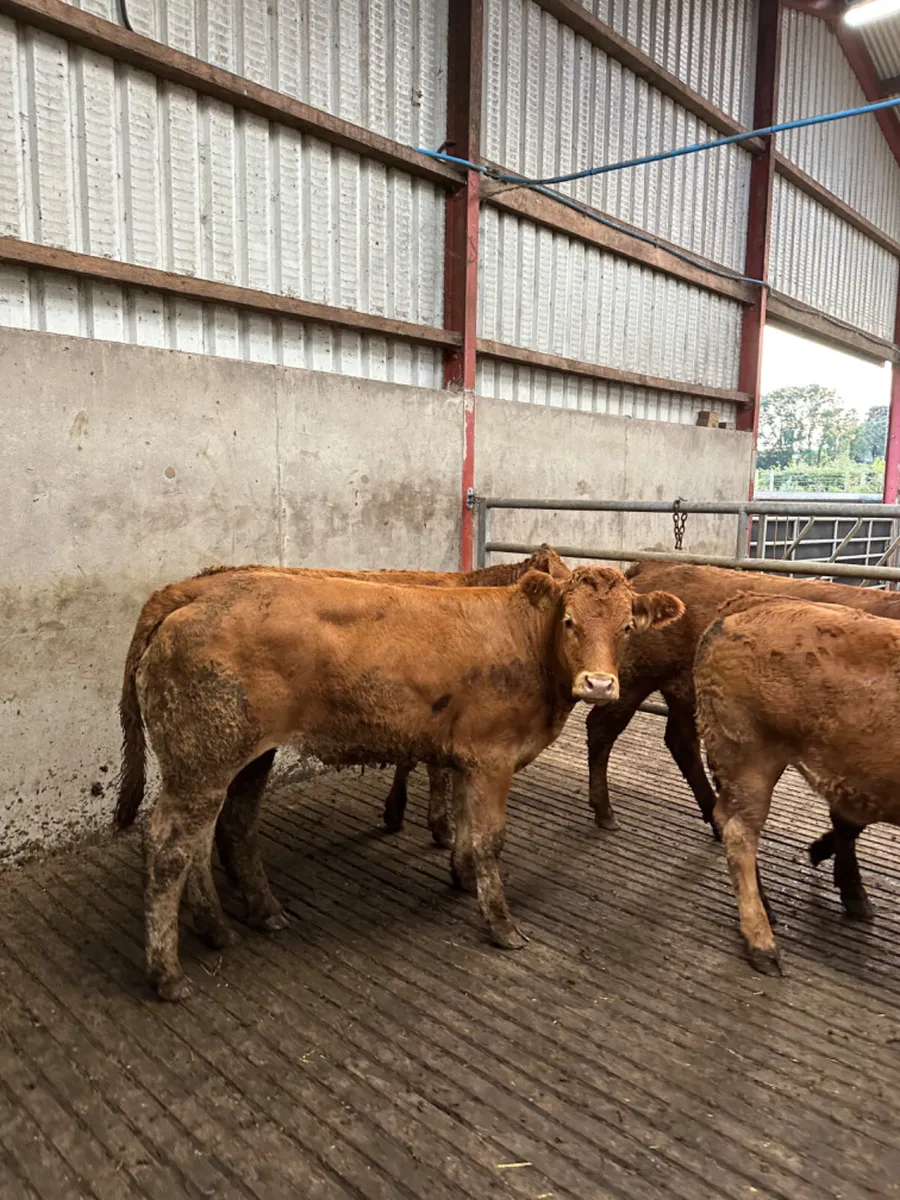 Lim heifers - Image 2
