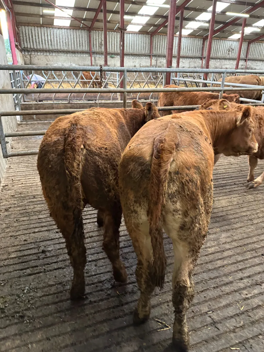 Lim heifers - Image 3