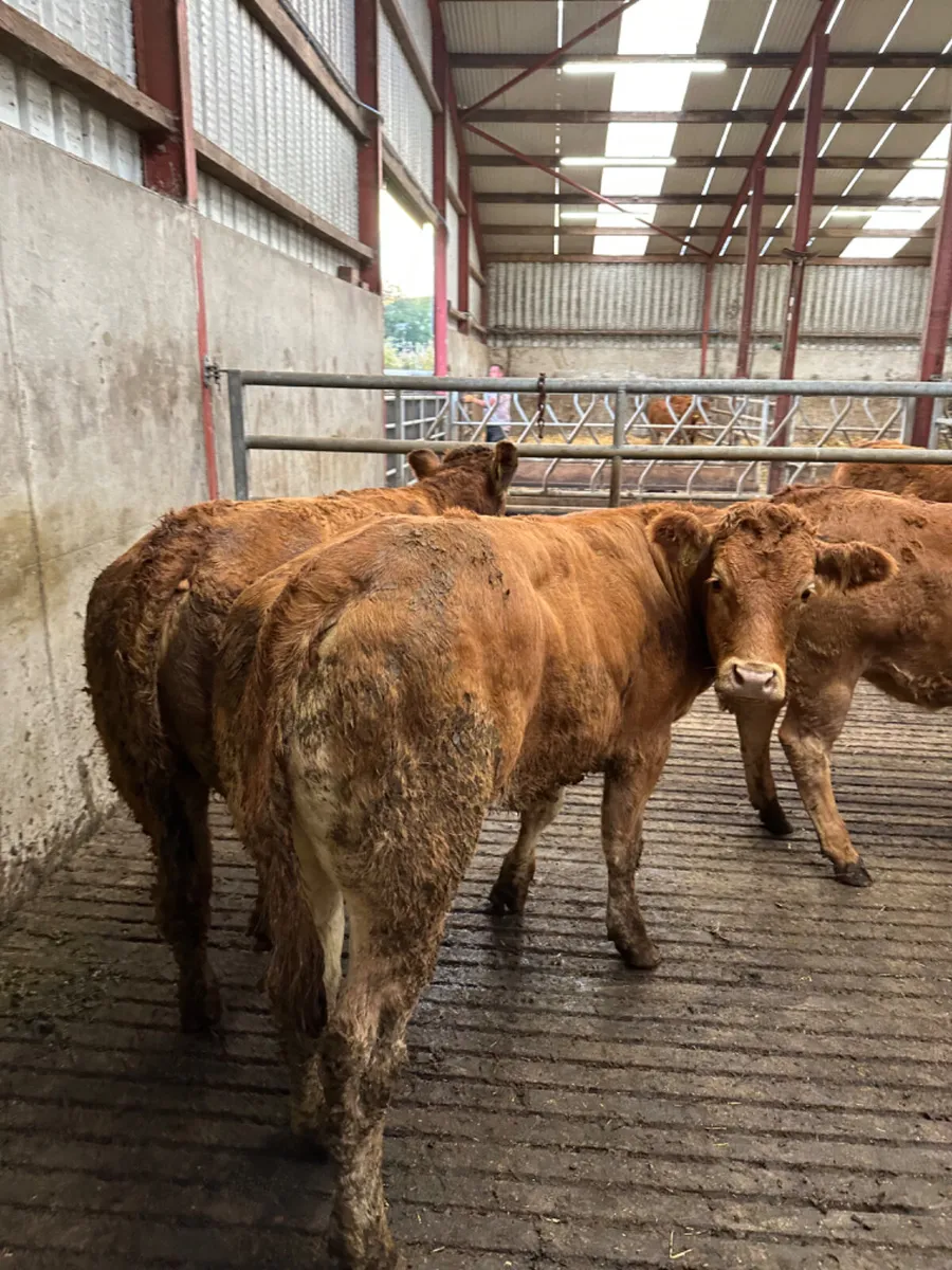 Lim heifers - Image 4