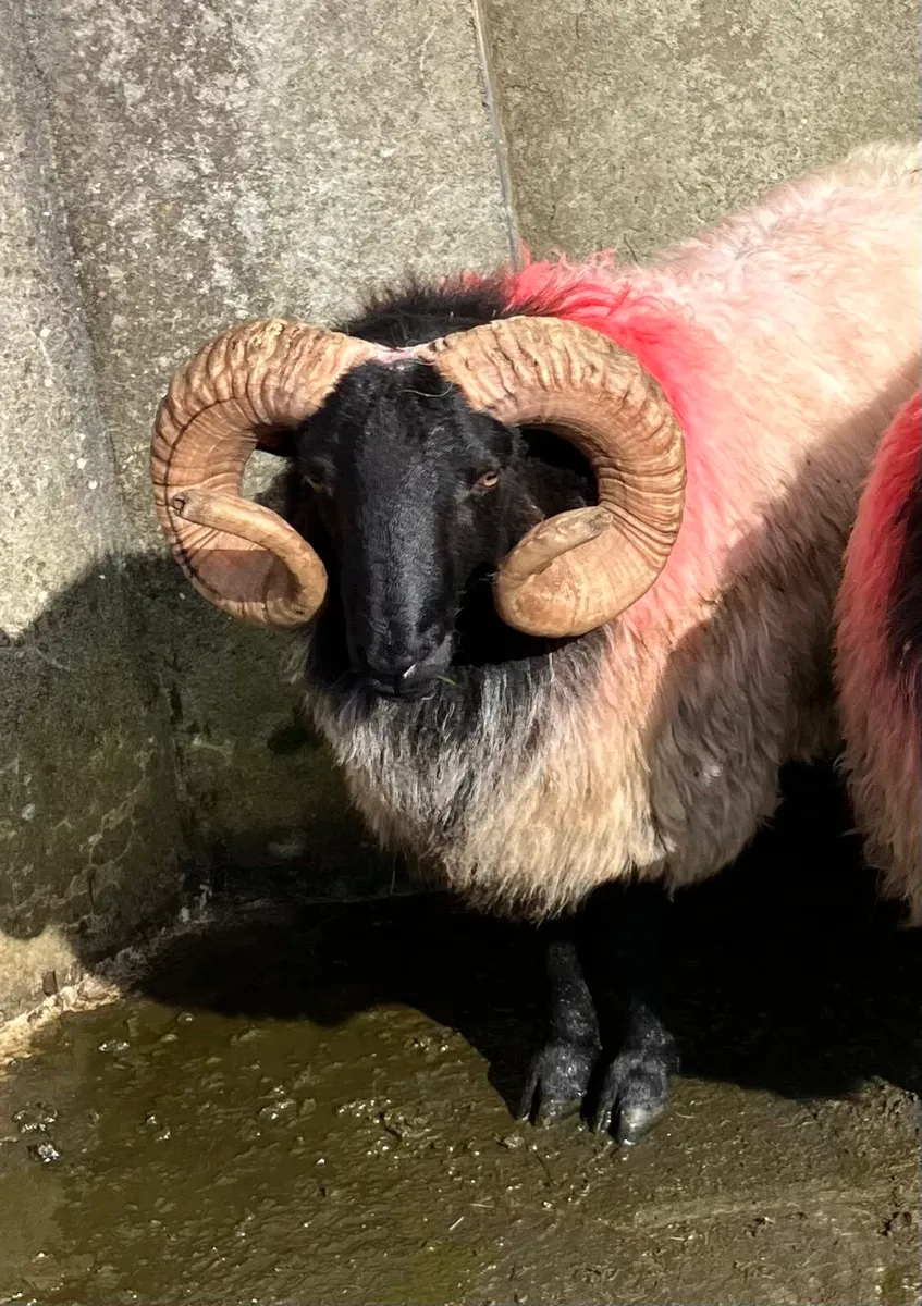 SIS Blackface Hogget Ram - Image 1