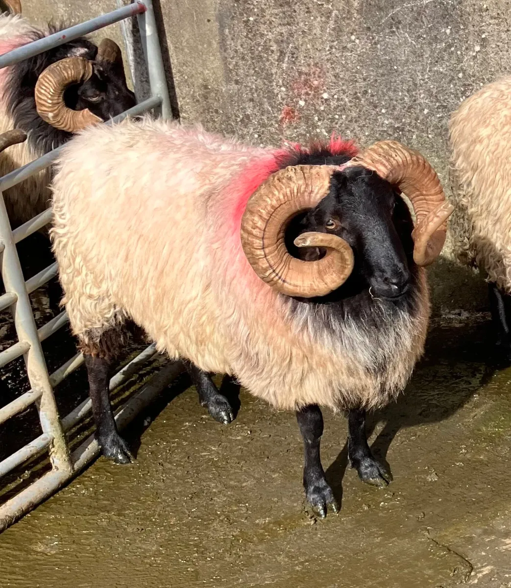 SIS Blackface Hogget Ram - Image 2