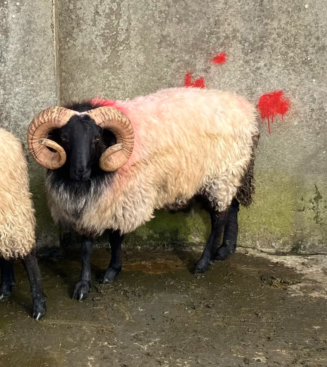 SIS Blackface Hogget Ram - Image 3