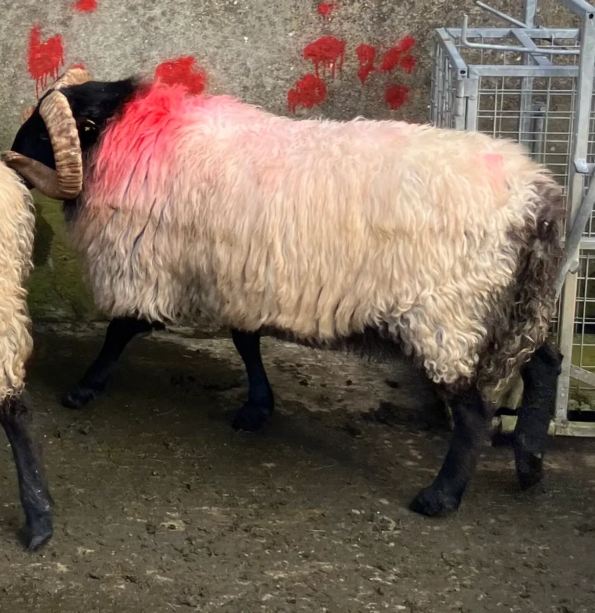 SIS Blackface Hogget Ram - Image 4