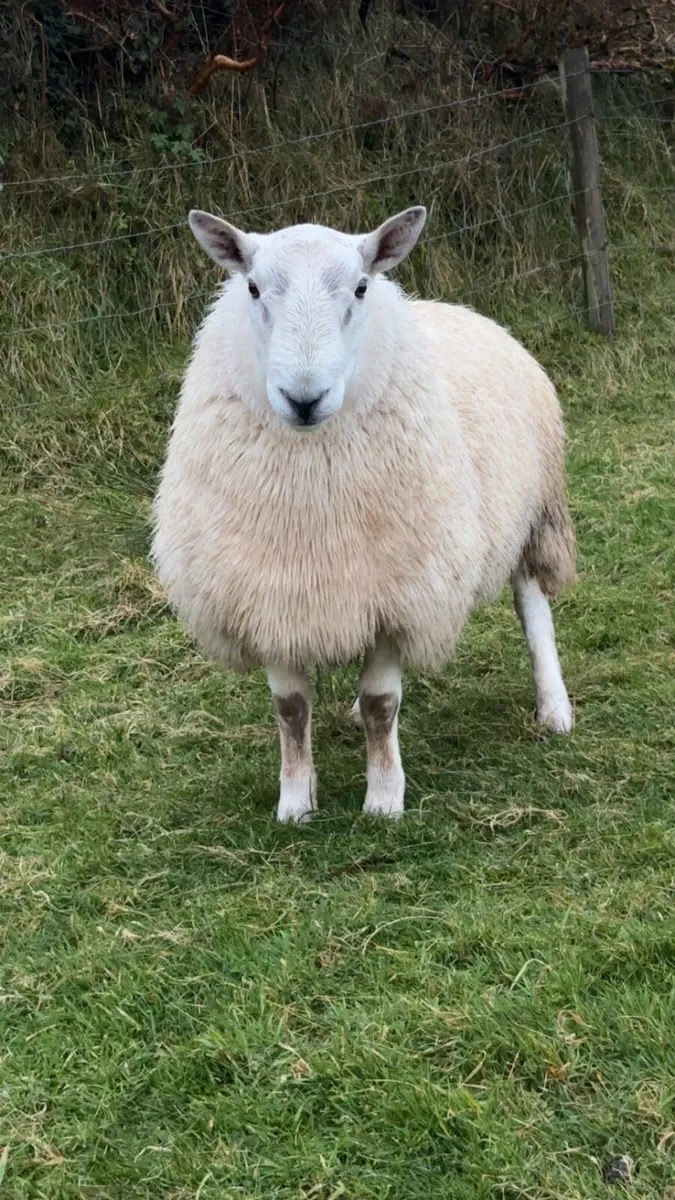 Cheviot Hogget Ram - Image 2