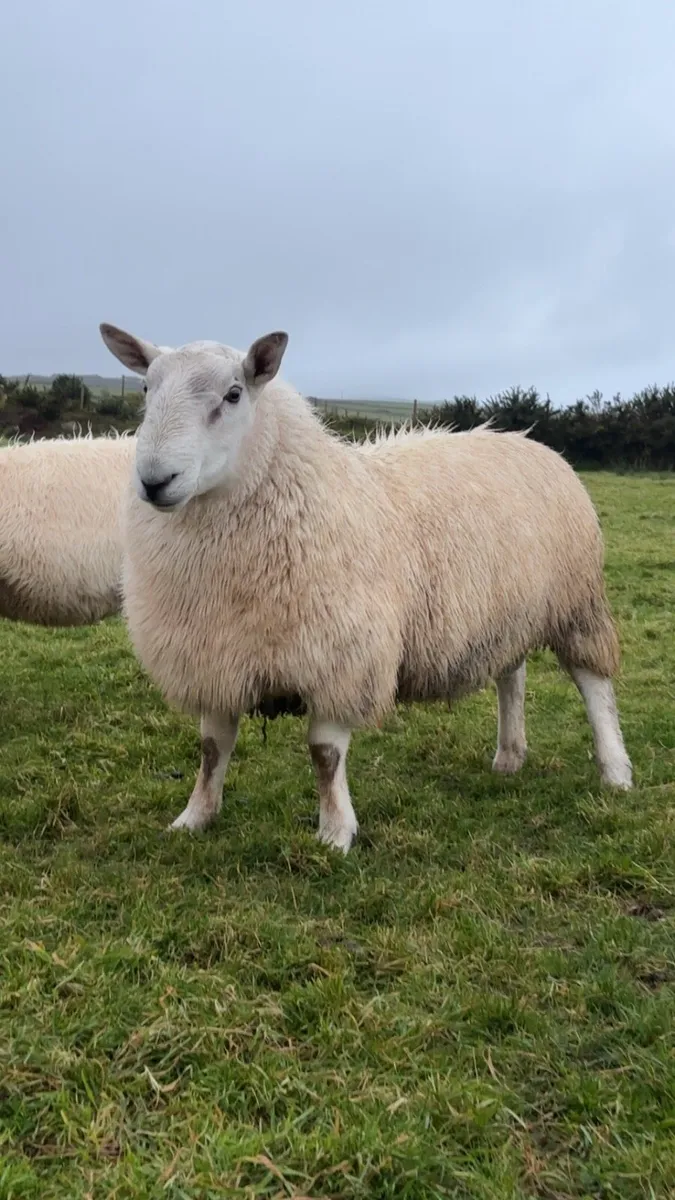 Cheviot Hogget Ram - Image 1
