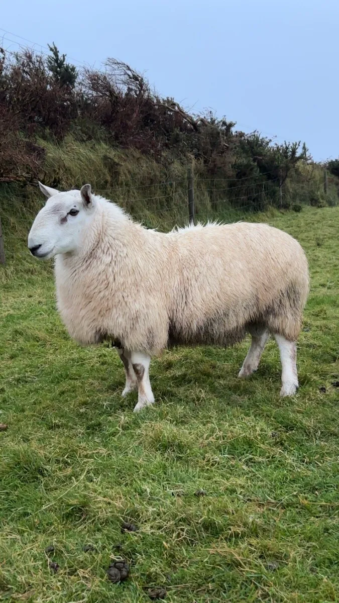 Cheviot Hogget Ram - Image 3