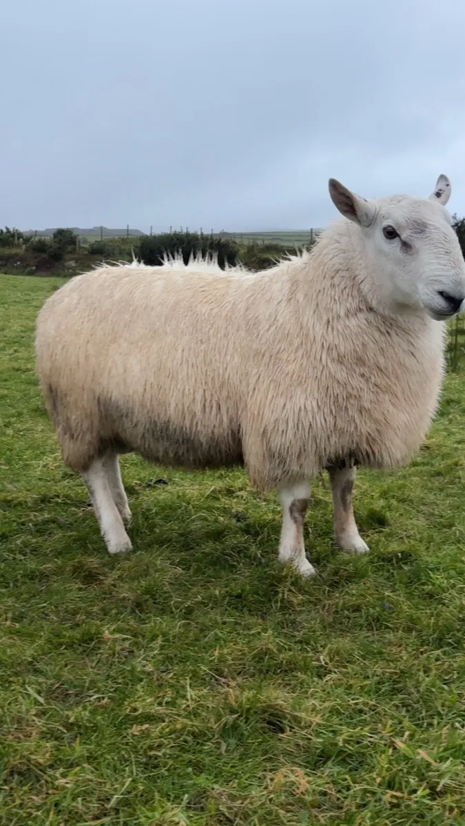 Cheviot Hogget Ram - Image 4