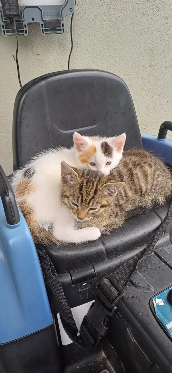Kittens - Image 1