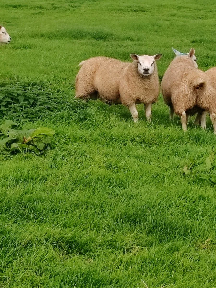 Purebred texel Rams non registered - Image 4
