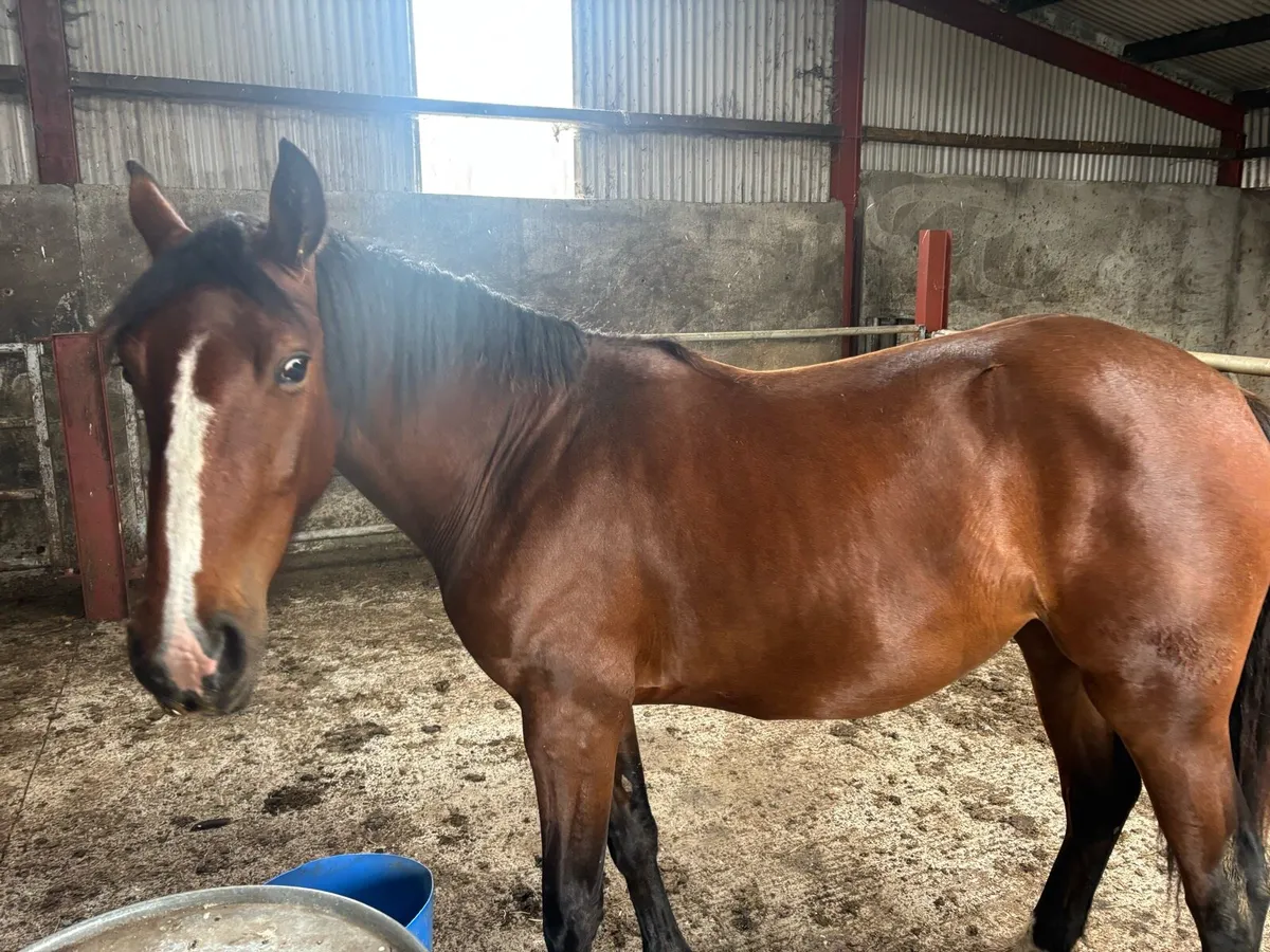 Horse for sale - Image 1