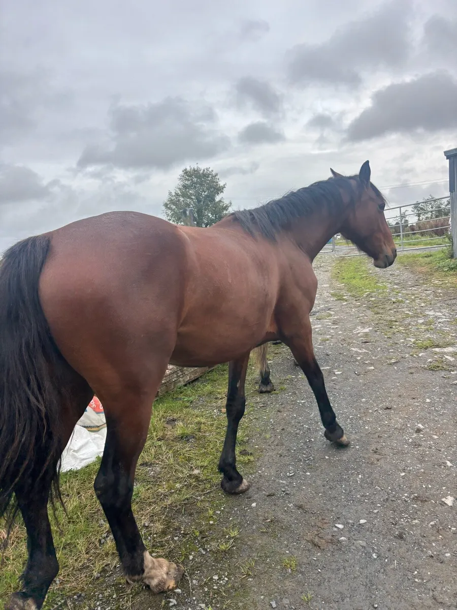 Horse for sale - Image 2