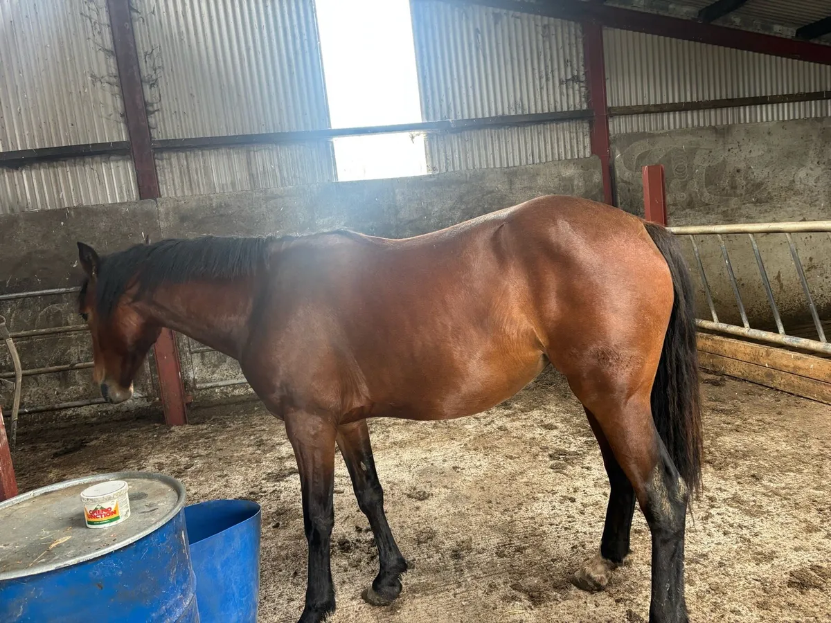 Horse for sale - Image 3
