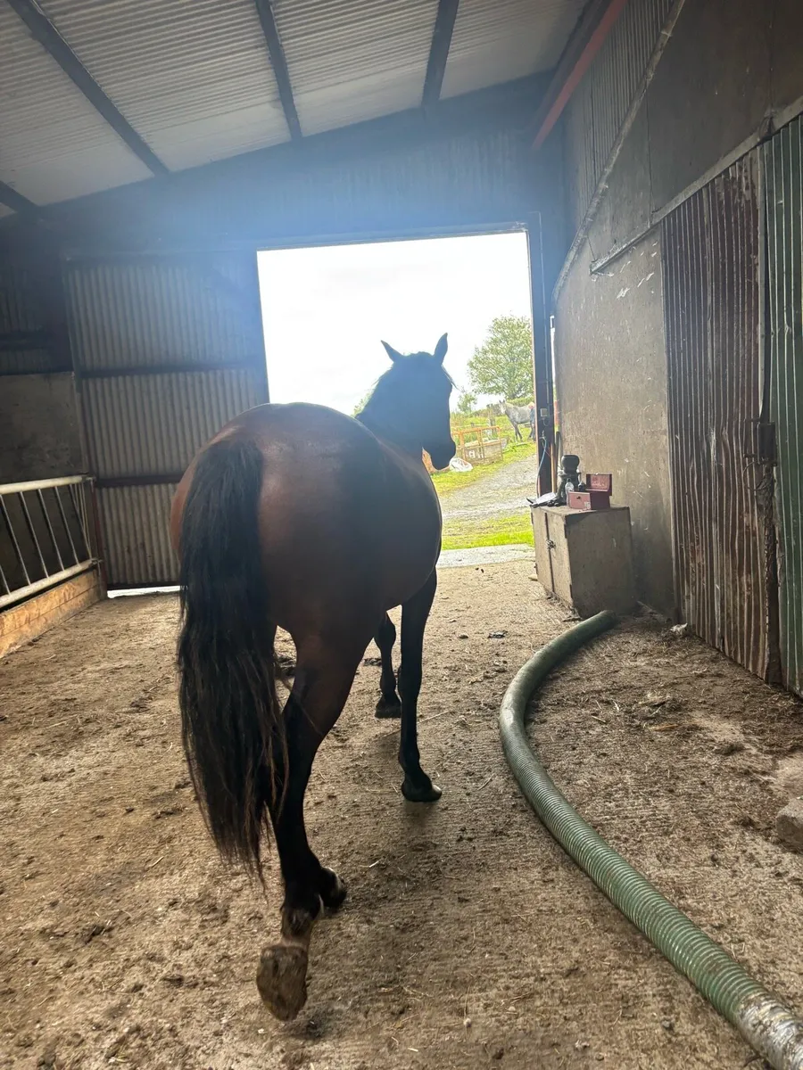 Horse for sale - Image 4