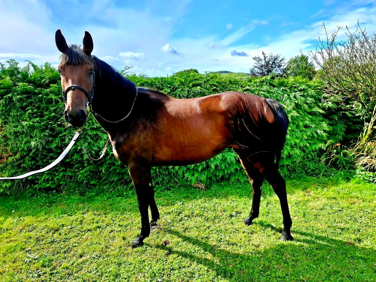 3yr old gelding - Image 2