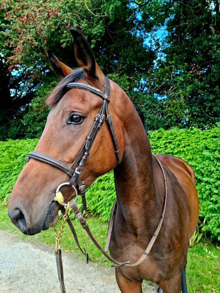 3yr old gelding - Image 3