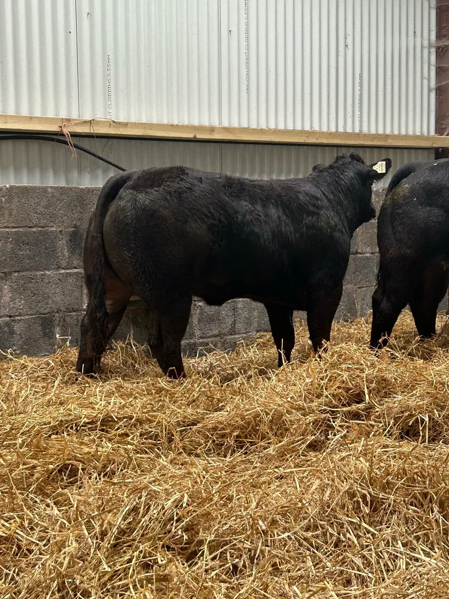 3 Lovely Breeding Heifers - Image 4