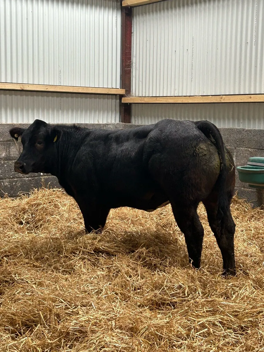 3 Lovely Breeding Heifers - Image 1