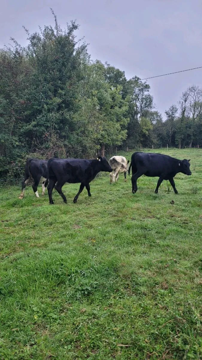 Angus , hereford, bb  heifers - Image 1