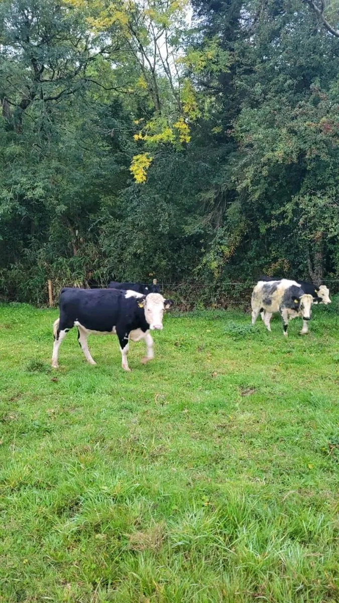 Angus , hereford, bb  heifers - Image 4