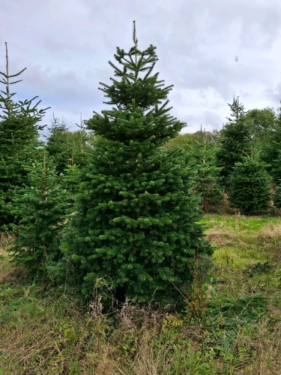 Large Christmas 12-16ft - Image 1