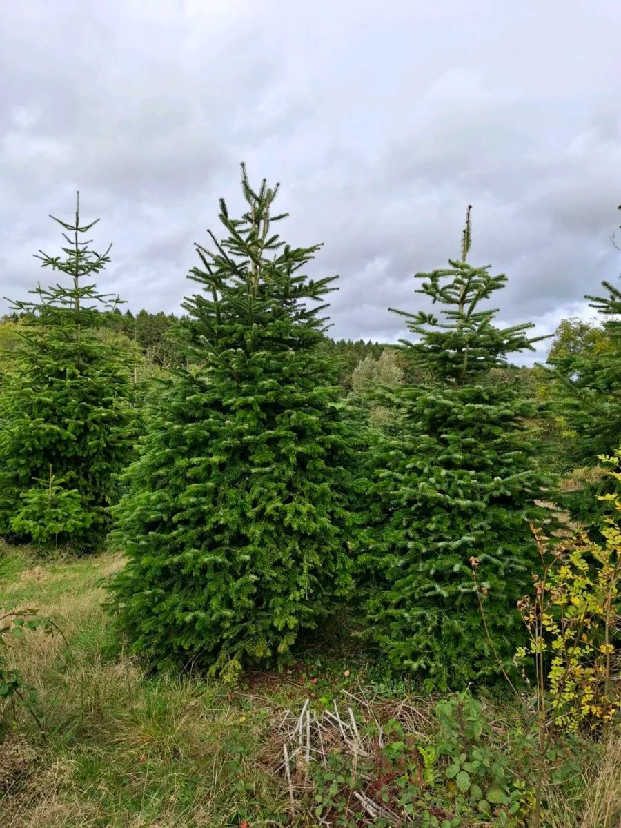 Large Christmas 12-16ft - Image 2