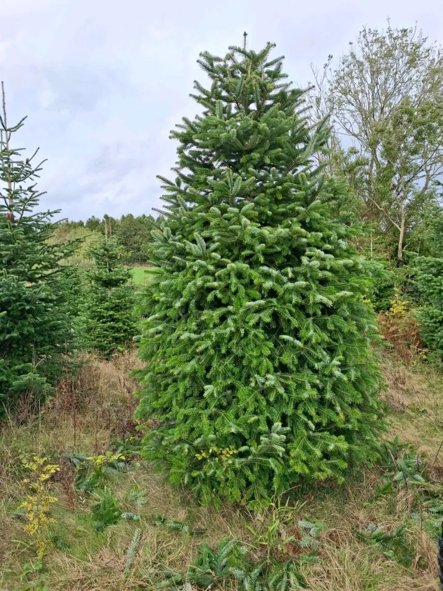 Large Christmas 12-16ft - Image 3