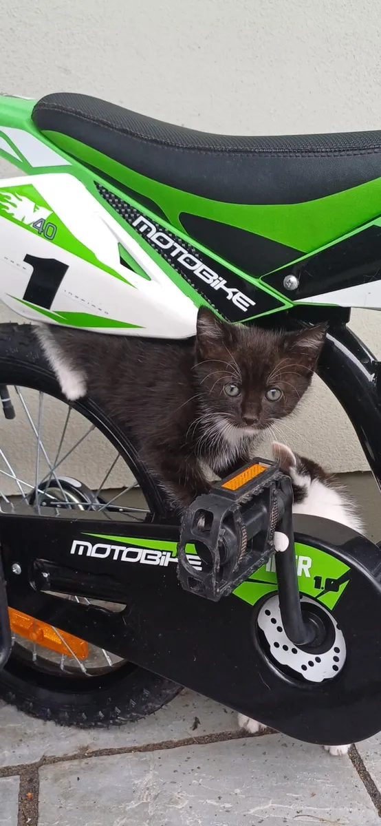 Kittens - Image 2