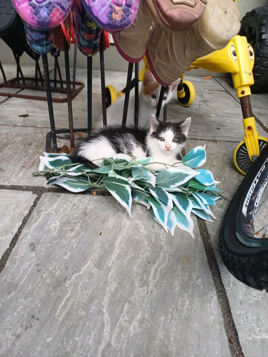 Kittens - Image 3