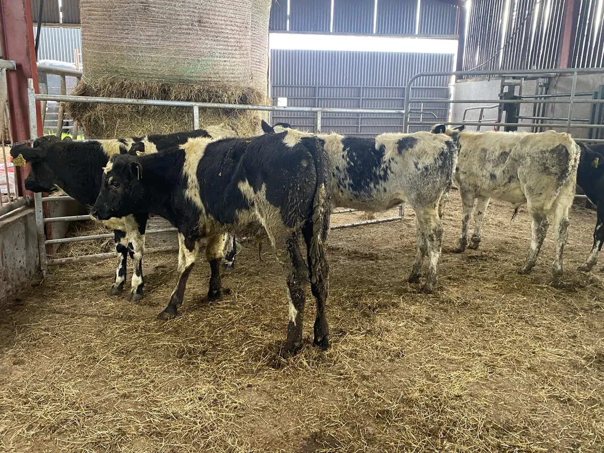 Belgium blue weanlings for sale - Image 2