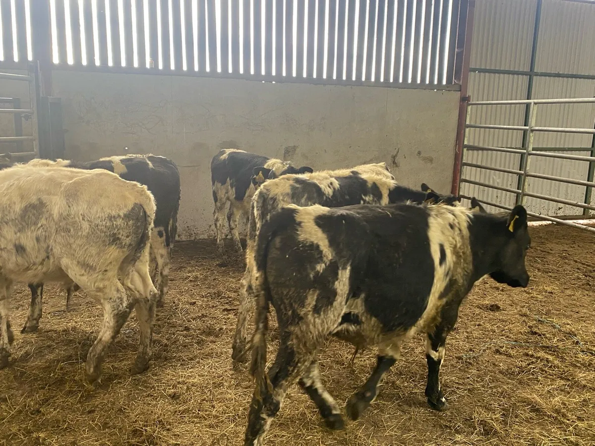 Belgium blue weanlings for sale - Image 3