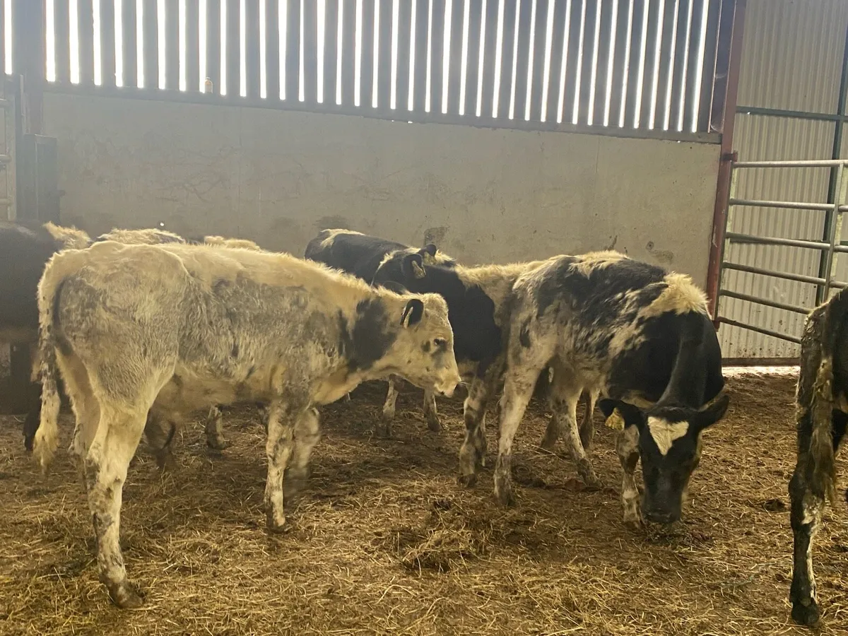 Belgium blue weanlings for sale - Image 4