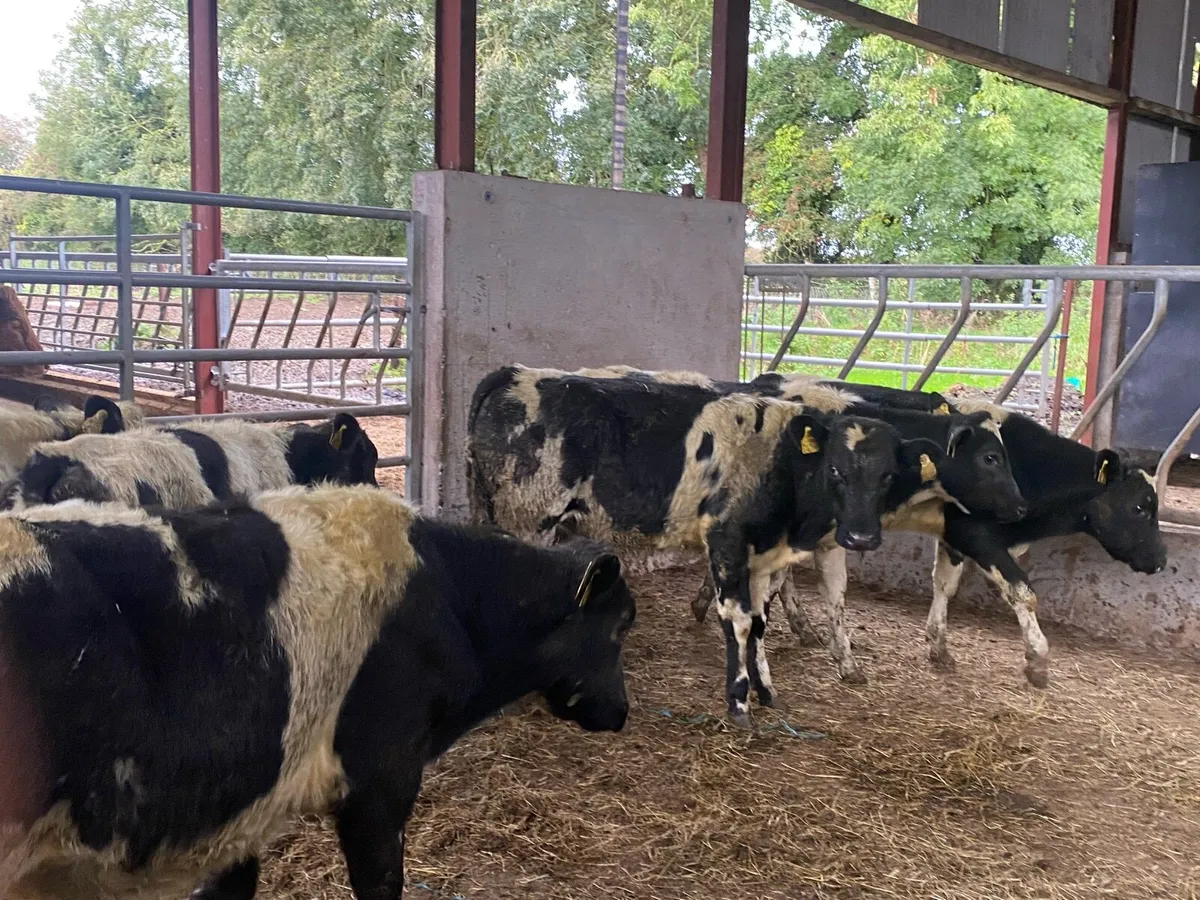 Belgium blue weanlings for sale - Image 1