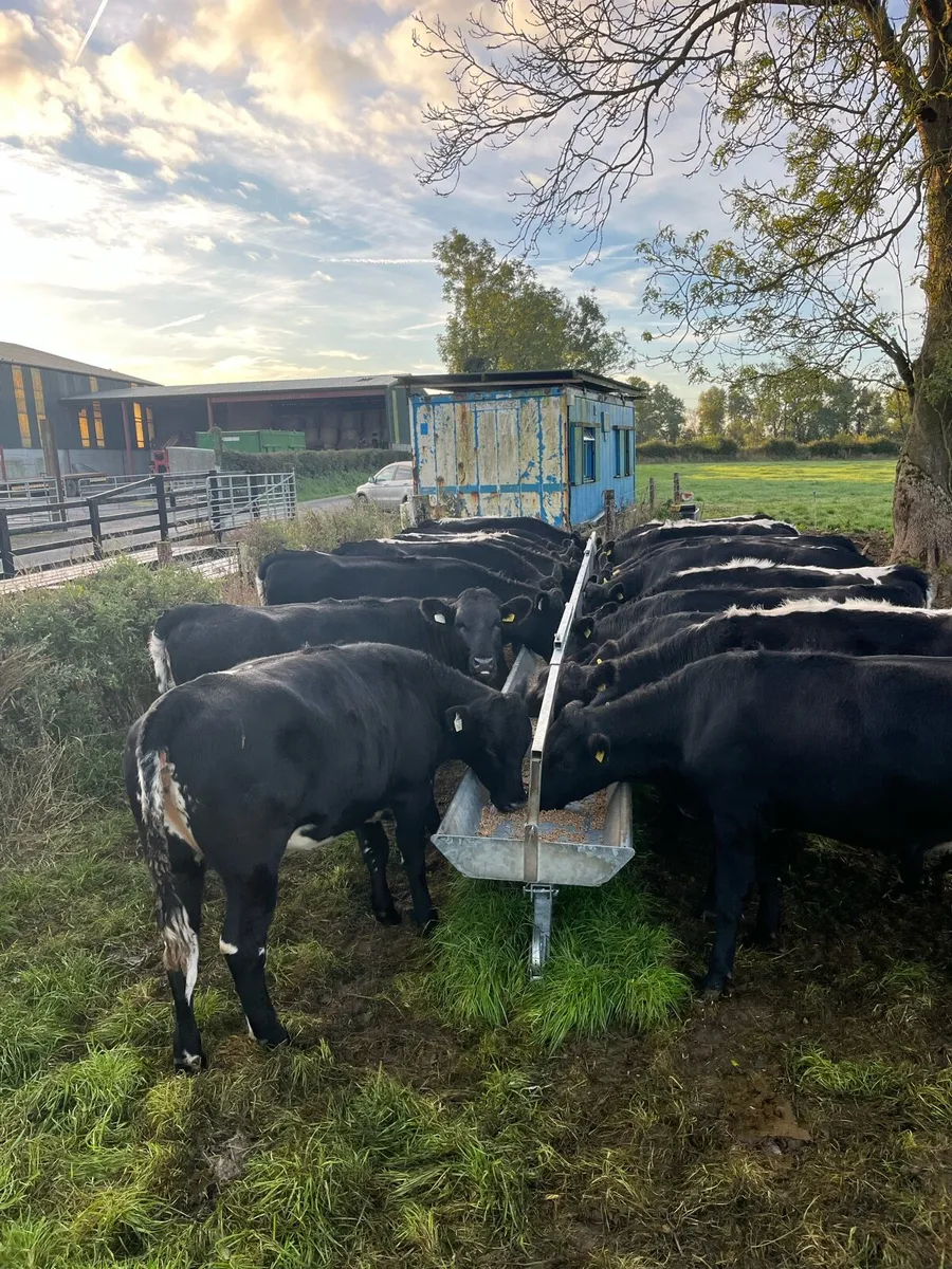 Heifers - Image 1
